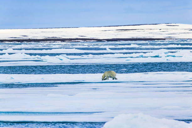 istock Polar bear on the ice in the arctic 1584821896