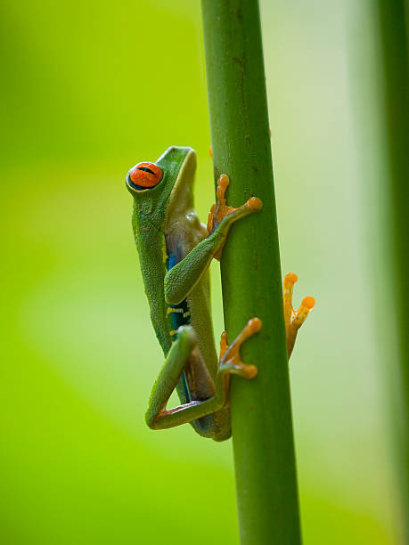 istock The red eyed tree frog in Costa Rica 158482902