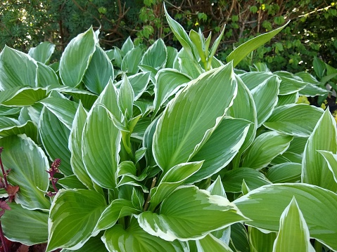 Natural pattern of Hosta plant foliage covered with rain drops