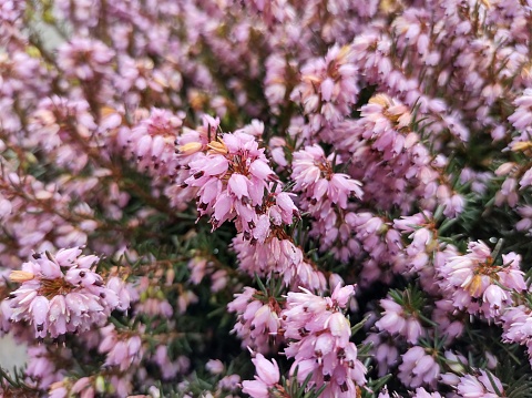 Close-up of tubular, pale lilac purple flowers of Erica x darleyensis 'Spring Surprise'