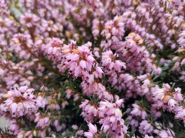 Erica x darleyensis 'Spring Surprise' Close-up of tubular, pale lilac purple flowers of Erica x darleyensis 'Spring Surprise' erica flower stock pictures, royalty-free photos & images