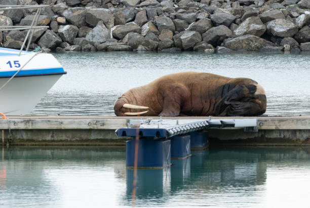 Tricheco addormentato (Odobenus rosmarus) nel porto di Saudarkrokur - foto stock