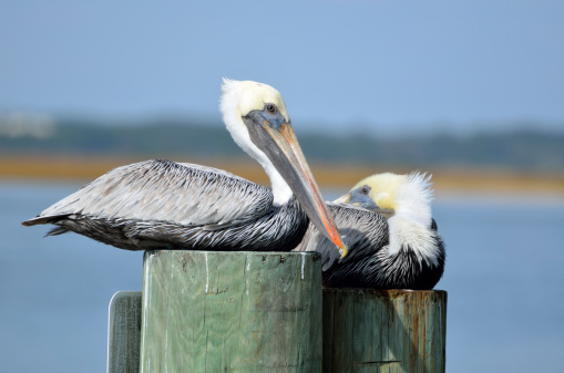 Pelicans resting on pilings on the river in Florida, USA.