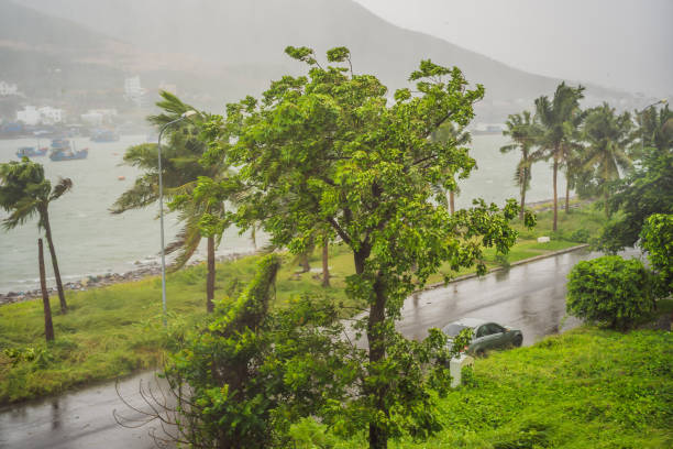 istock Tropical storm, heavy rain and high winds in tropical climates 1584843525