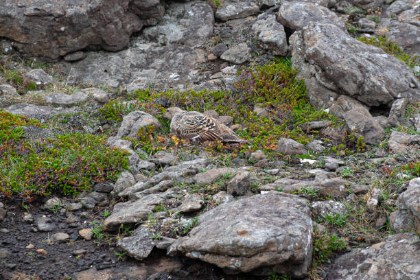 Allevamento di edredoni d'anatra (somateria mollissima) sulla costa dell'Islanda - foto stock