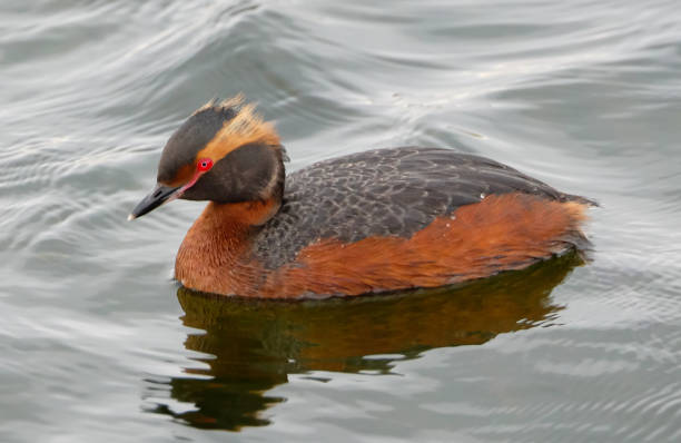 Svasso cornuto (Podiceps auritus) al lago Myvatn in Islanda - foto stock