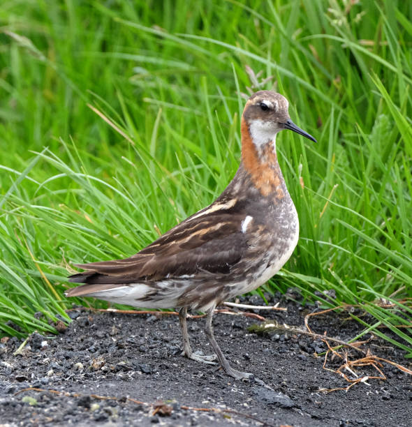 Rothalsphalarope am Myvath-See in Island – Foto