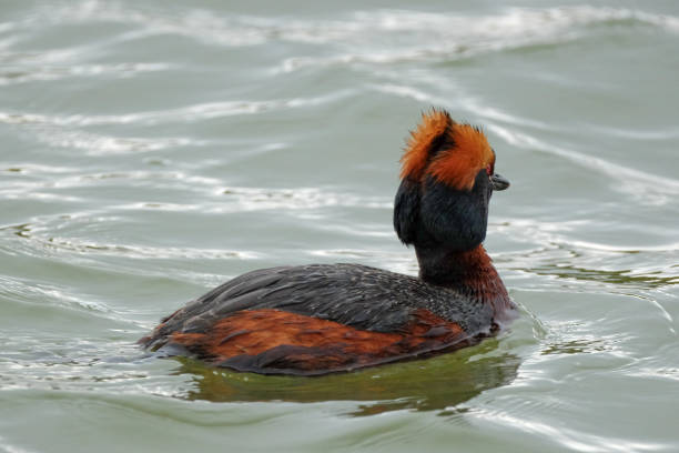 Svasso cornuto (Podiceps auritus) al lago Myvatn in Islanda - foto stock