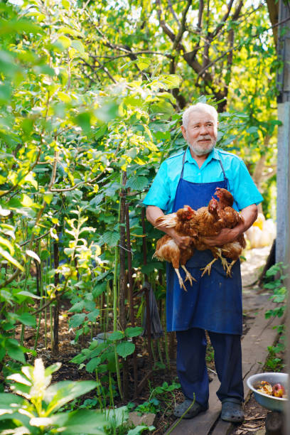 istock An elderly farmer with a beard in a blue apron with a red hen in his hands. 1584849108