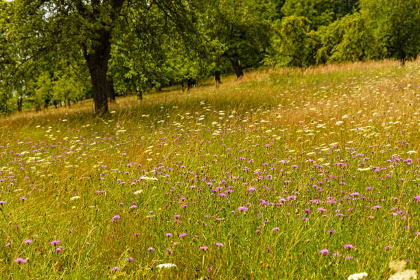 landscape in summer in thuringia near Heldburg and Bad Kolberg