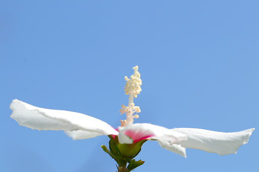 Pure white flower of Mukuge Hibisucus (Hibiscus syriacus) that opens its petals to the blue sky like a swan.