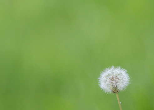 dandelion fluff