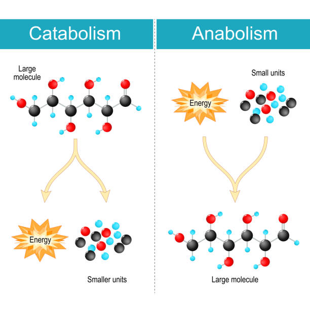 ilustraciones, imágenes clip art, dibujos animados e iconos de stock de anabolismo, catabolismo y metabolismo - molecule glucose chemistry biochemistry