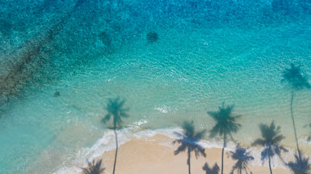 istock Summer palm tree  and Tropical beach with blue  sky background 1584919420