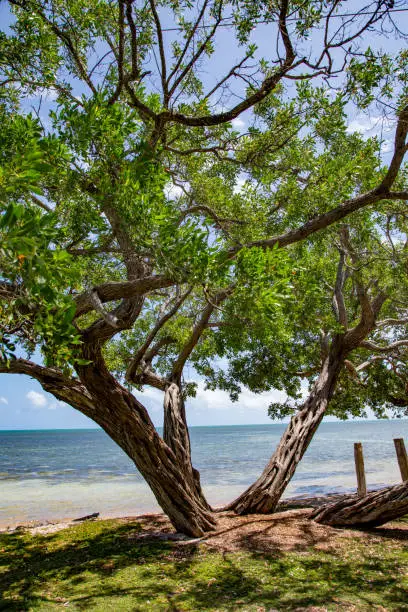 beautiful empty beach in the Keys near Key West, Florida