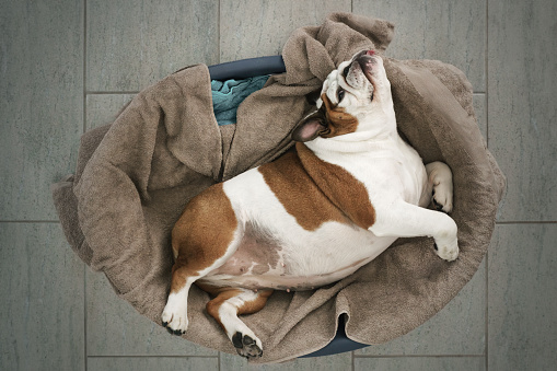 A photo of an English Bulldog sleeping in a round, gray dog bed with a blue blanket on top. The dog is white and brown in color and is laying on its back with its tongue out. The background shows a gray tile floor