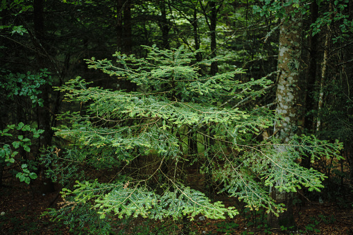 A coniferous tree in a forest, with green needles. The tree is in the foreground and is the main subject of the image. The background shows other trees and foliage. The image has a natural and peaceful mood