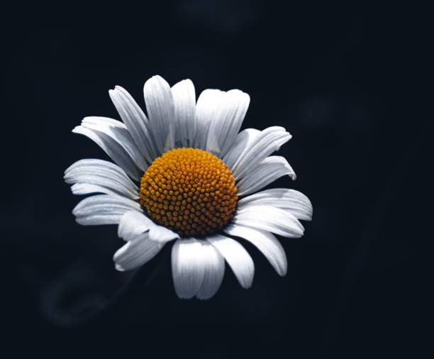 istock Closeup of a white daisy on a dark background 1584926454