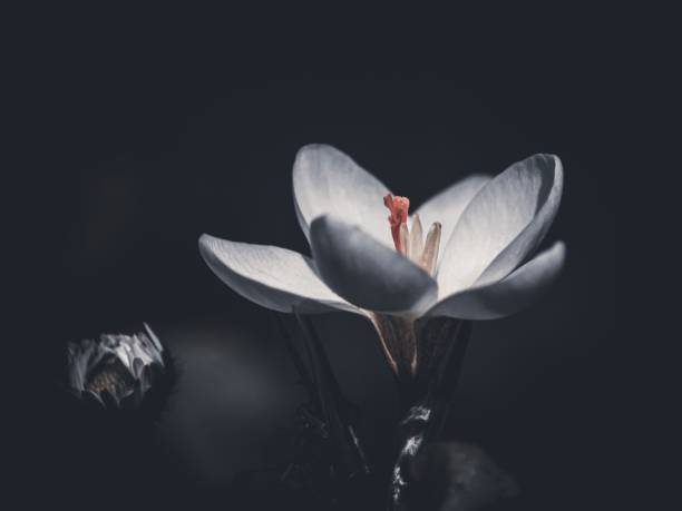 A closeup of a white lily flower on a dark background