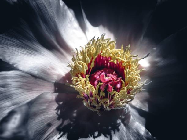 istock Closeup of a white flower on a dark background 1584927579