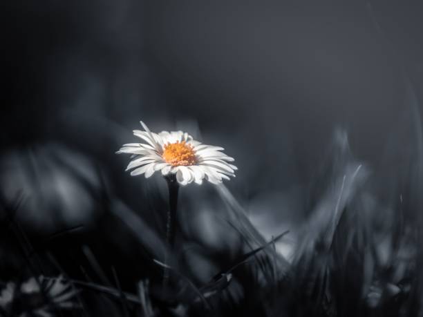 istock Closeup of a white daisy on a dark background 1584927619