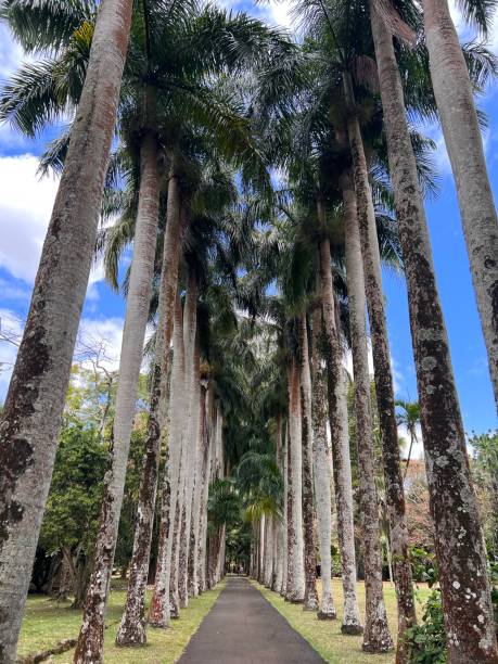 istock Plants garden in mauritius island 1584937253