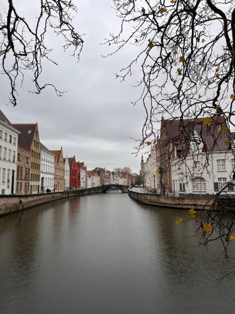 istock swan in Bruges Belgium 1584941617