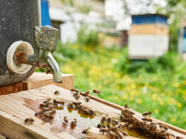 istock Bees drink water from a drinking bowl in an apiary. Care and work with bees. Making honey. Apiculture. 1584943813