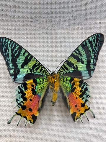 Chrysiridia rhipheus, the Madagascan sunset moth speciment