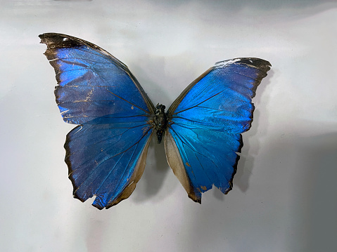 Blue Morpho amathonte specimen