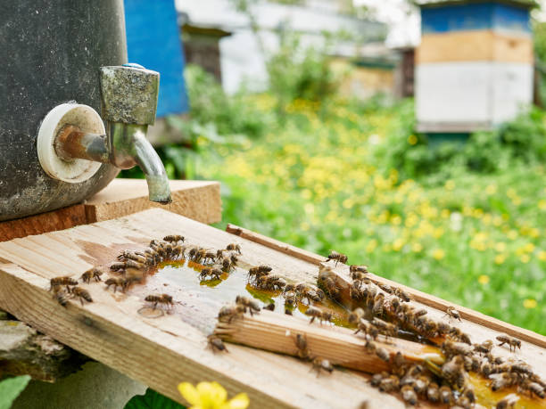 istock Bees drink water from a drinking bowl in an apiary. Care and work with bees. Making honey. Apiculture. 1584945595