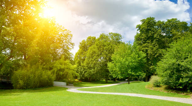 istock Sunrise in the summer park 1584946728