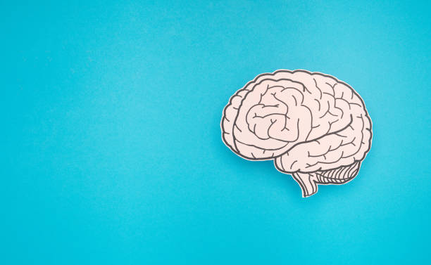istock A brain shape made from paper on a blue background 1584947872