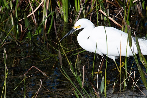 A white avian perched in a body of water amidst lush green foliage