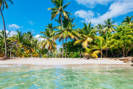 A tropical beach with palm trees and clear blue water. The palm trees are tall and have green leaves. The water is clear and blue, and you can see the sand at the bottom. The sky is blue with a few white clouds. The beach is sandy and has a few rocks scattered around. The image is taken from the perspective of someone standing in the water, looking towards the beach.\nThis image can be used for travel, tourism, vacation, or nature websites, blogs, or social media posts.