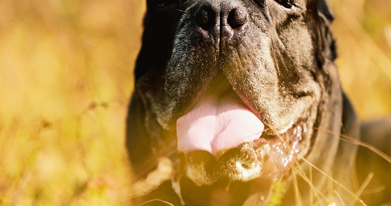 Cane Corso Dog. Big Dog Breeds. Close Up Portrait In Dry yellow Grass.