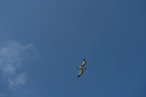 Many seagulls are flying in the sky. Autumn time in the afternoon. Shot from the bottom angle. No people.