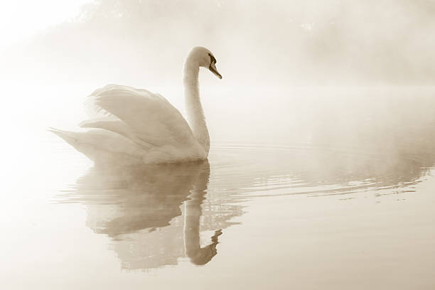 ミュート swan lake - swan bird water fog ストックフォトと画像