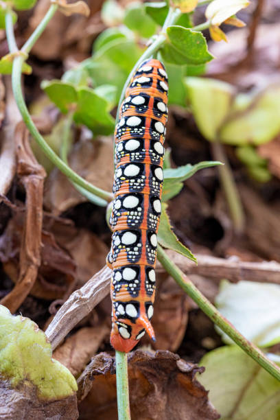Close-up of a swallowtail caterpillar eating a dill stem.