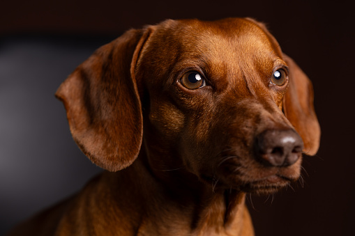 Brown dachshund portrait on dark background.