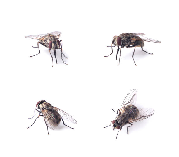 istock Set of fly insect sitting close-up on a white . Isolated 1585001025