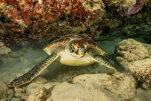 Green sea turtle on the bottom of the sea floor eating sea grass in Maho Bay, St John USVI