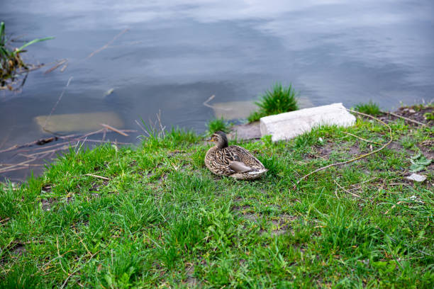 istock a duck rests on the river bank 1585011846