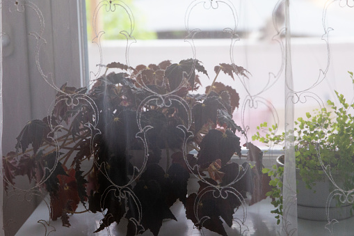 a vase with purple leaves stands on the windowsill