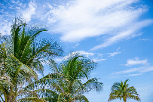 Blue summer sky with palm trees