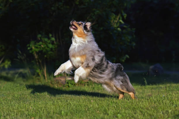 istock Active blue merle Australian Shepherd dog posing outdoors jumping on a green grass in summer 1585014606