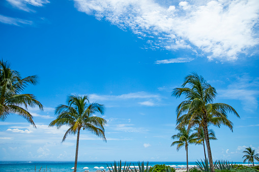Blue summer sky with palm trees
