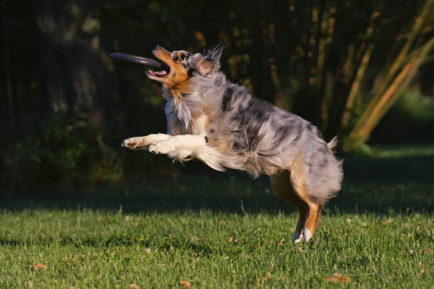 istock Active blue merle Australian Shepherd dog jumping outdoors on a green grass catching a purple flying disc in summer 1585016779