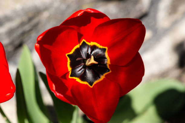 red tulip with a black center on a stone wall background