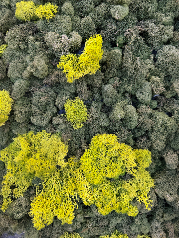 Stock photo showing close-up, elevated view of green and yellow reindeer moss. This type of moss is most usually used for landscaping in miniature railways, being dyed green and ideal for making model railways and trees.